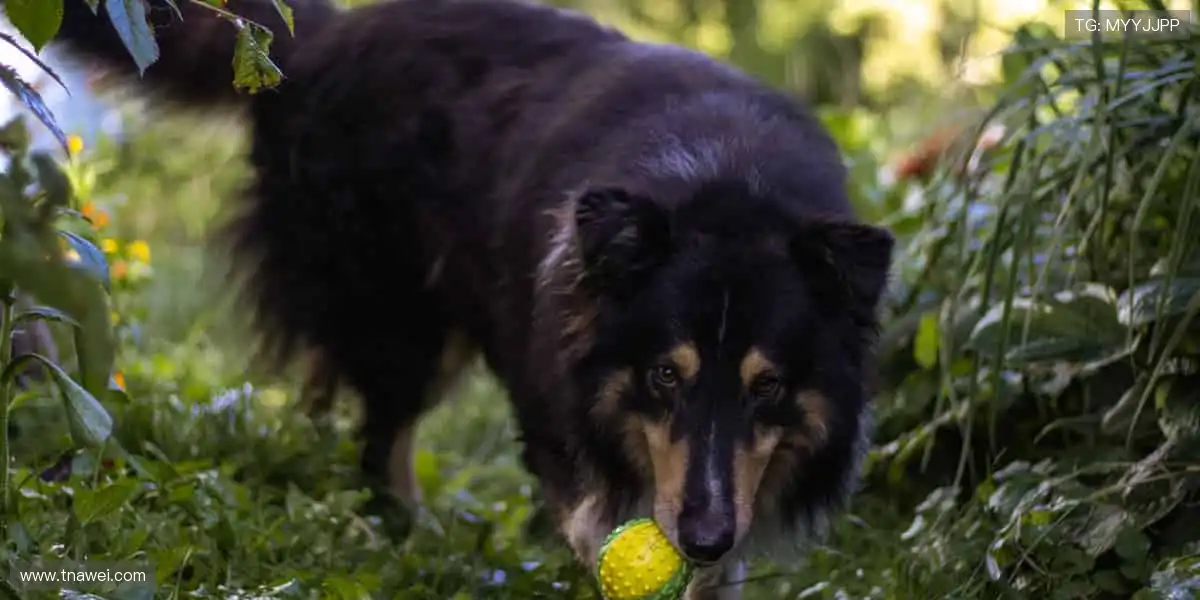 🎯 周边装备,让热爱触手可及!